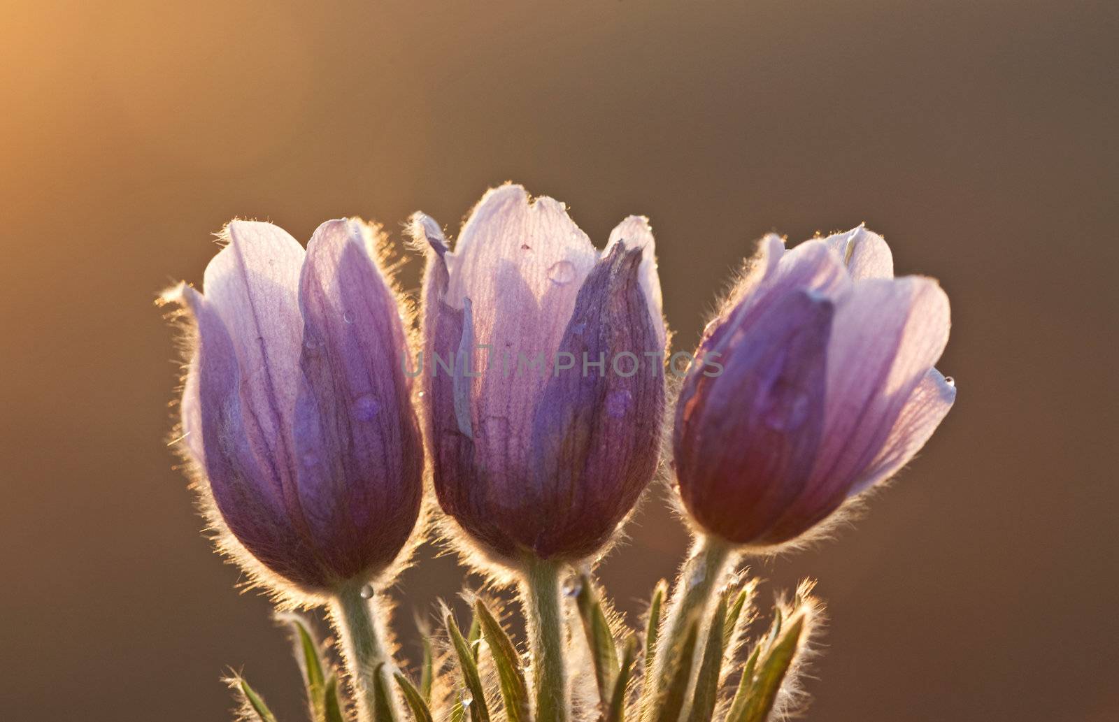 Spring Time Crocus Flower