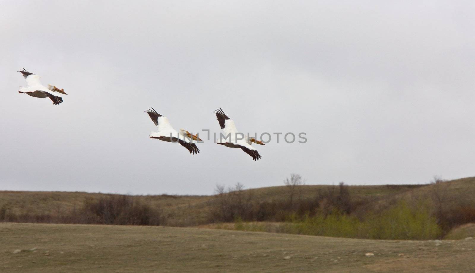 American Pelicans i n Flight white Canada