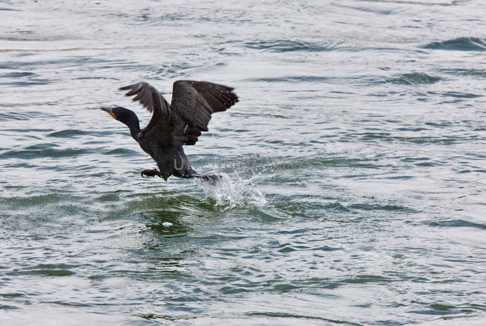 Cormorant in Flight water river Canada