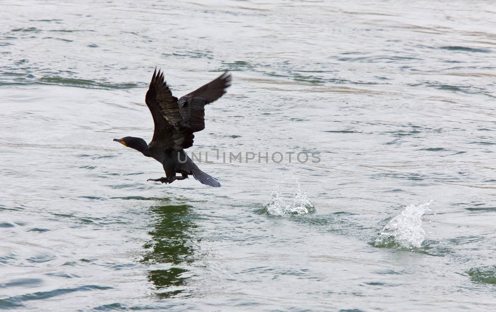 Cormorant in Flight by pictureguy