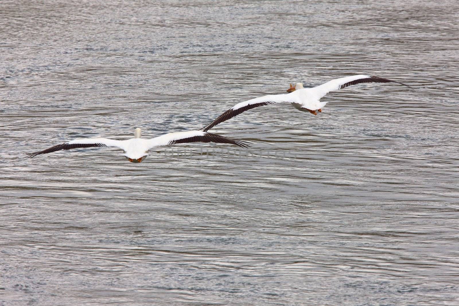 American Pelicans i n Flight white Canada