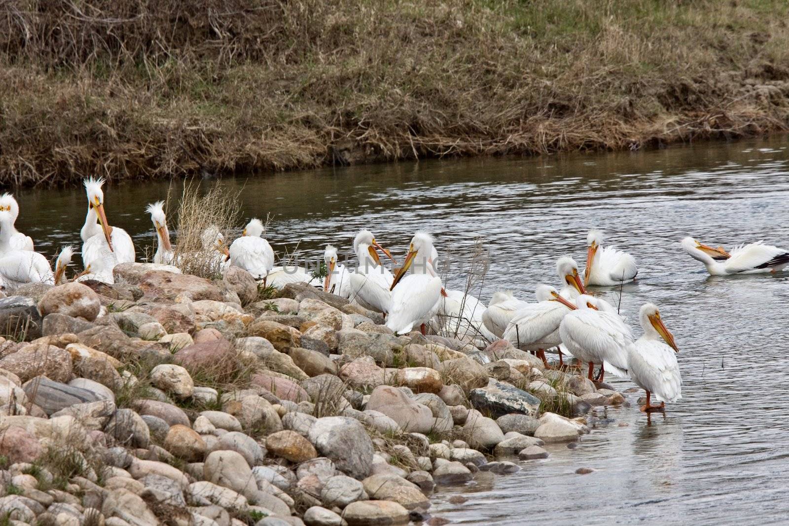 American White Pelicans  by pictureguy