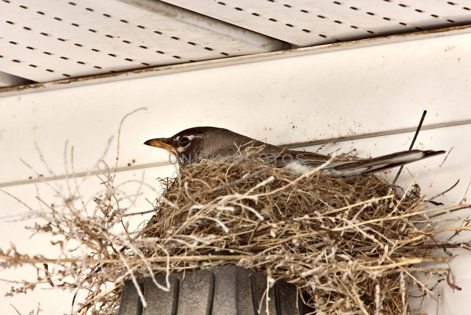 Robin in nest  under overhang