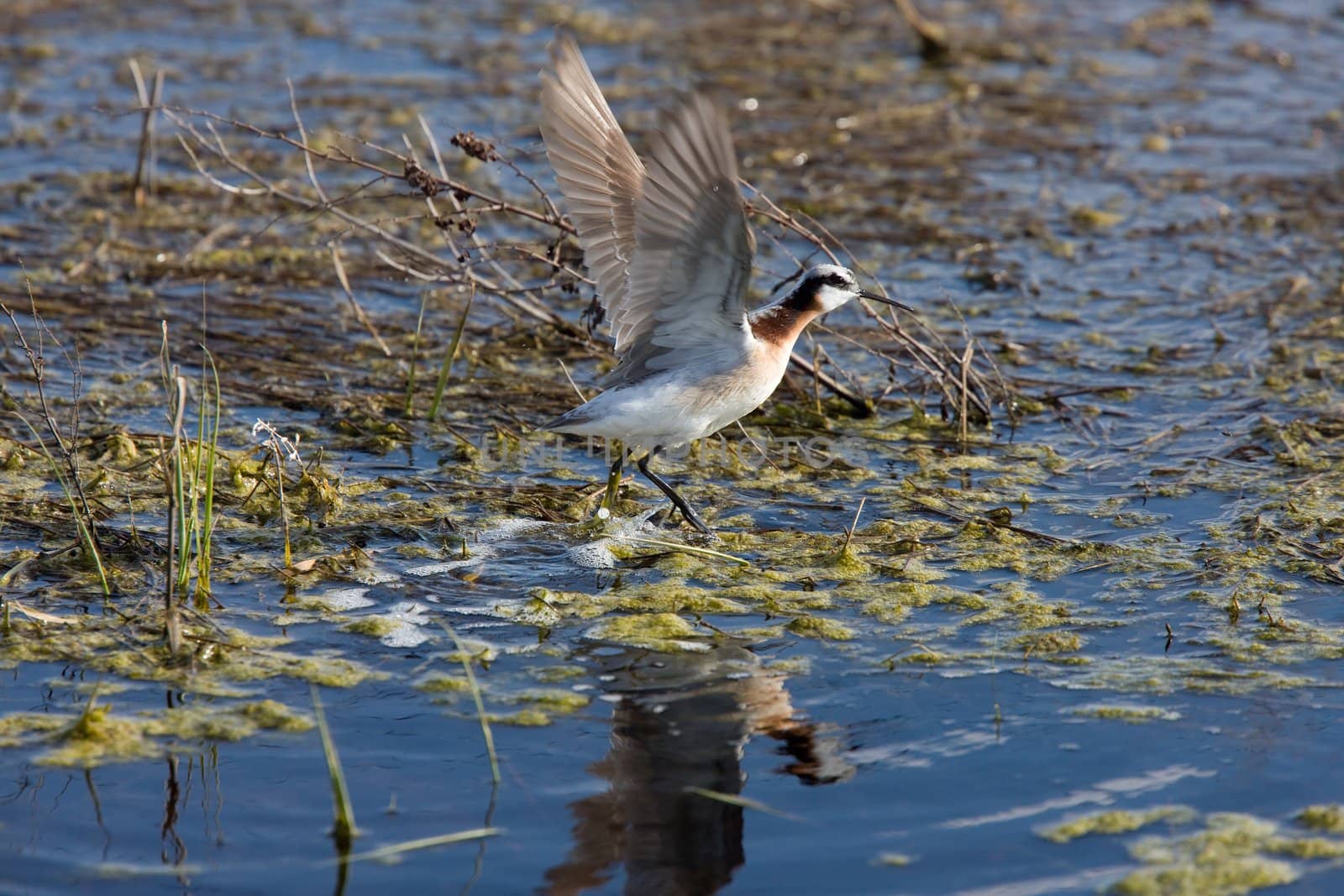 Wilson's Phalarope  in Water Canada Sasktchewan