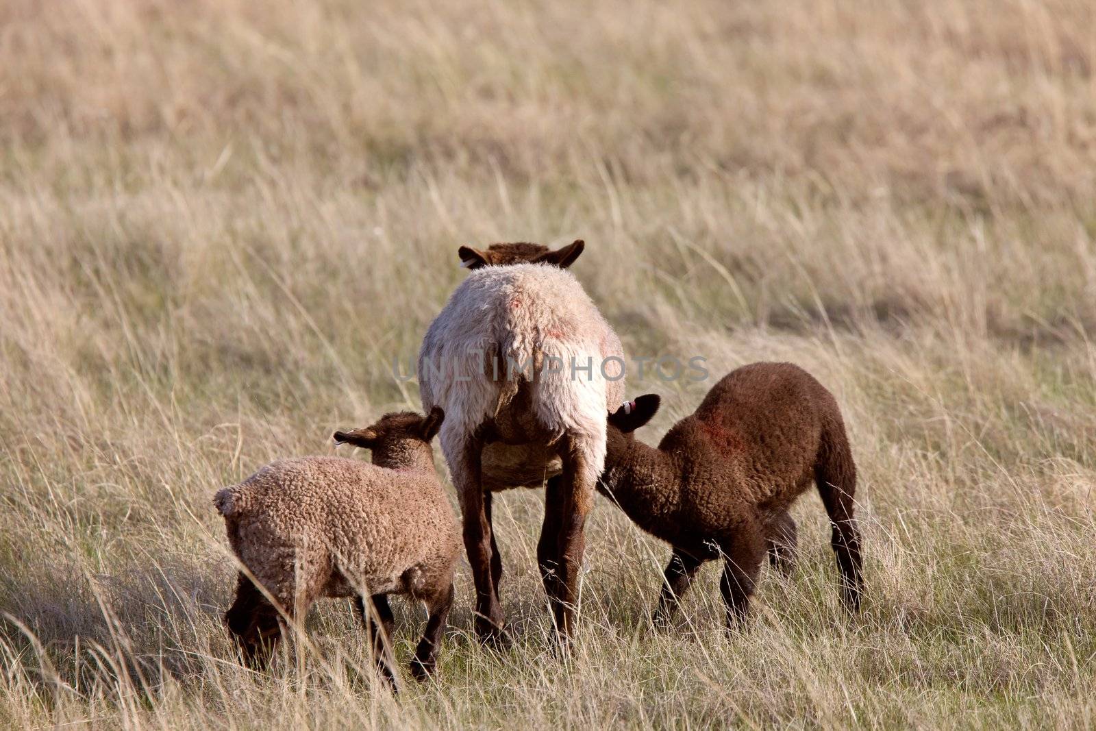 Sheep and Lambs Canada Saskatchewan