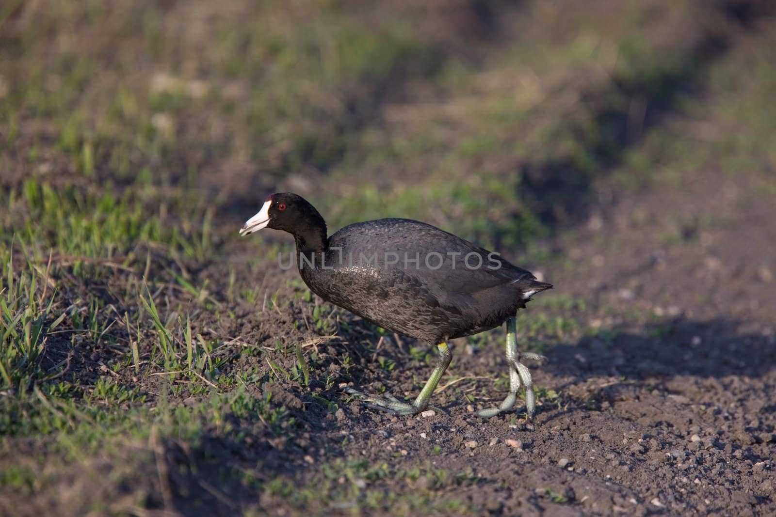 Waterhen coot  Canada Saskatchewan Bird