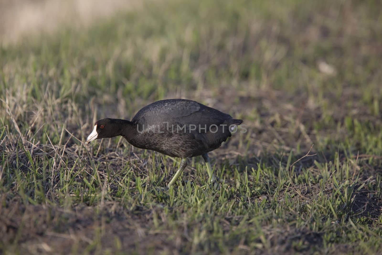 Waterhen coot  Canada Saskatchewan Bird