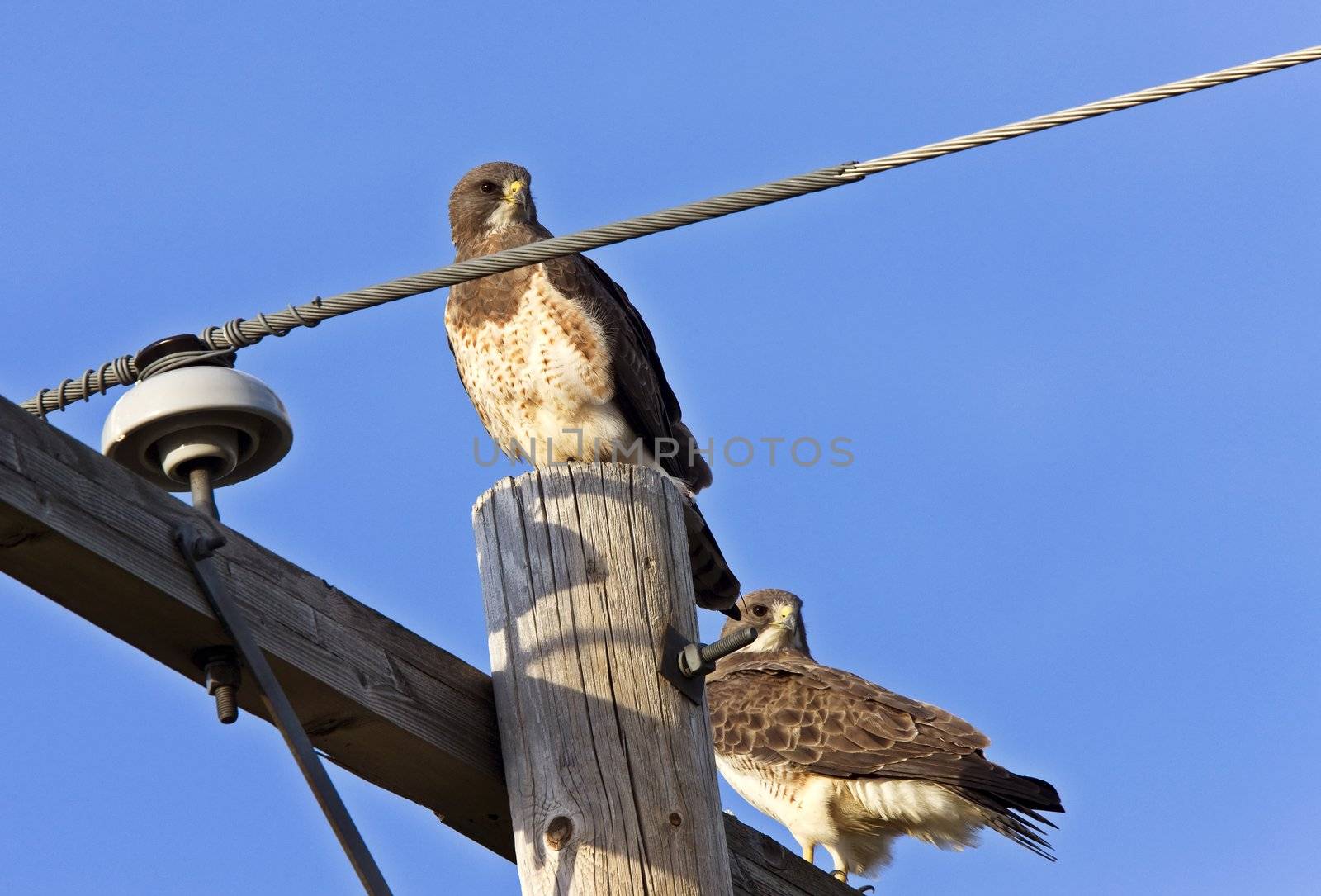 Redtailed Hawk on Post Canada