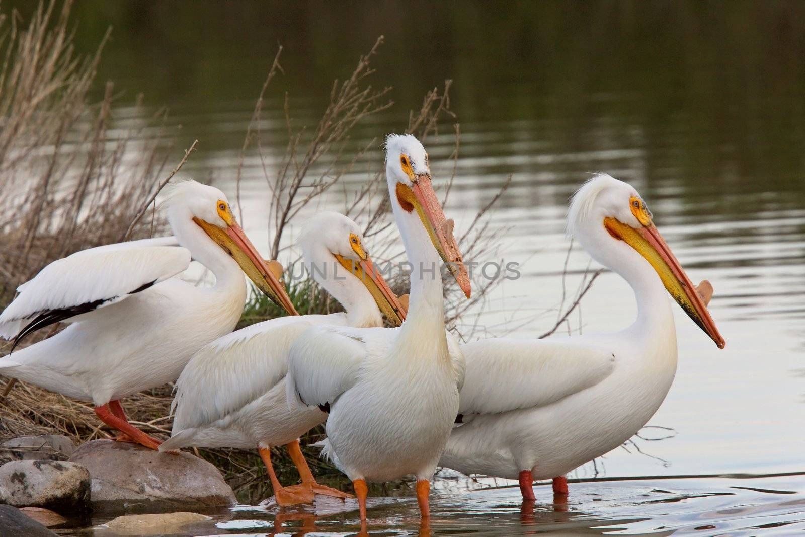 American White Pelicans  by pictureguy