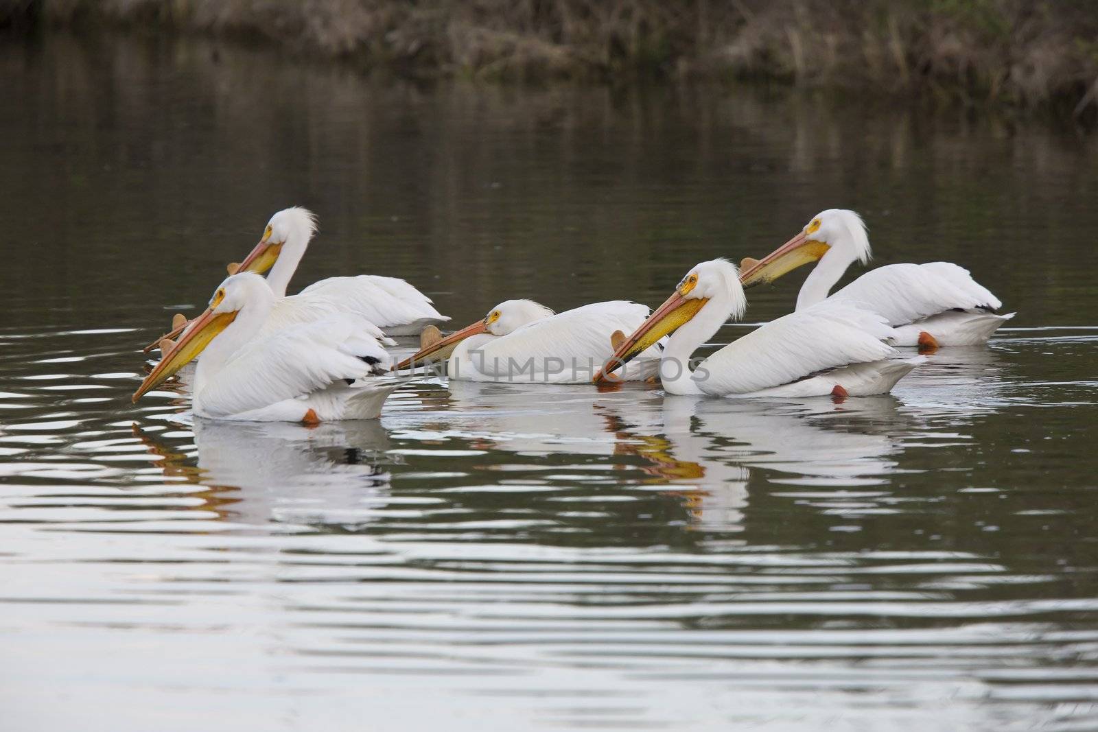 American White Pelicans in Canada