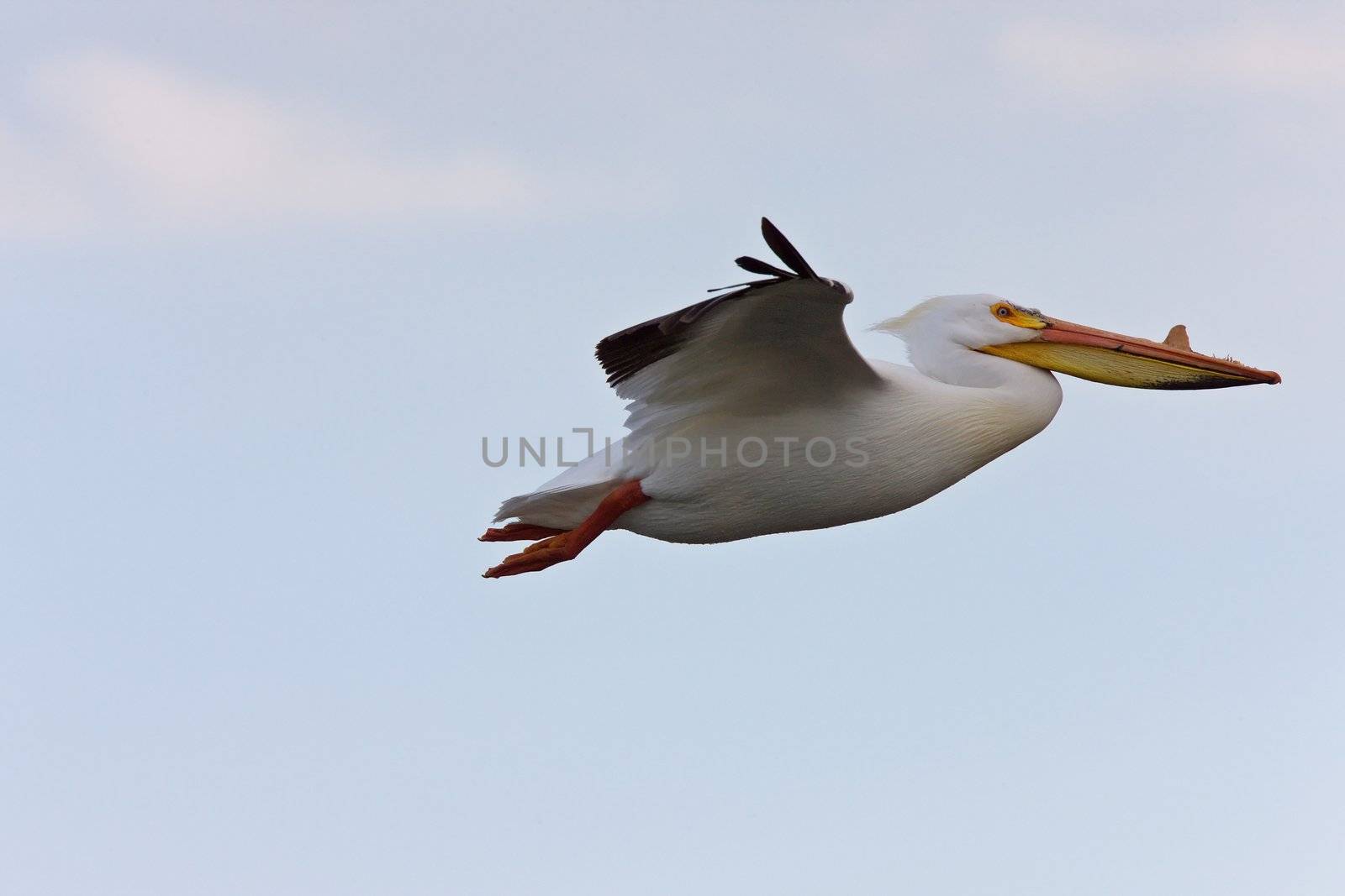 American Pelicans i n Flight by pictureguy