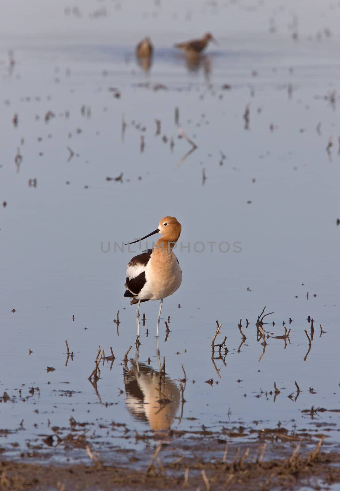 American Avocet in Water by pictureguy