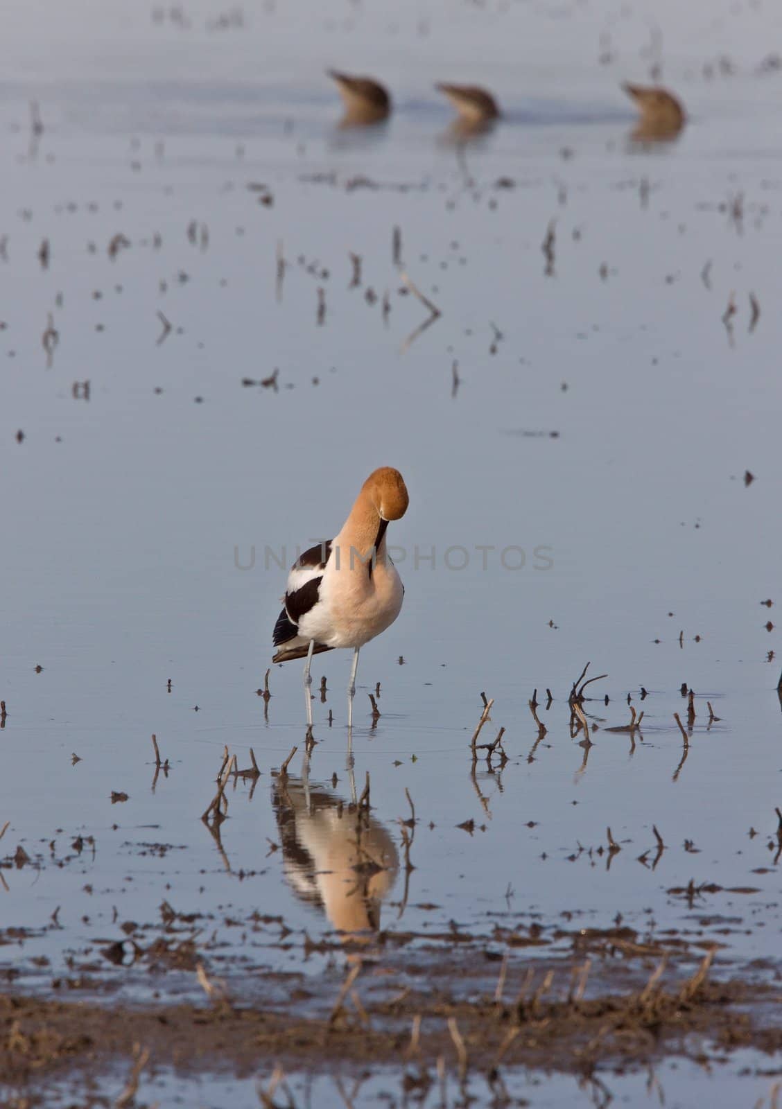 American Avocet in Water reflection Canada