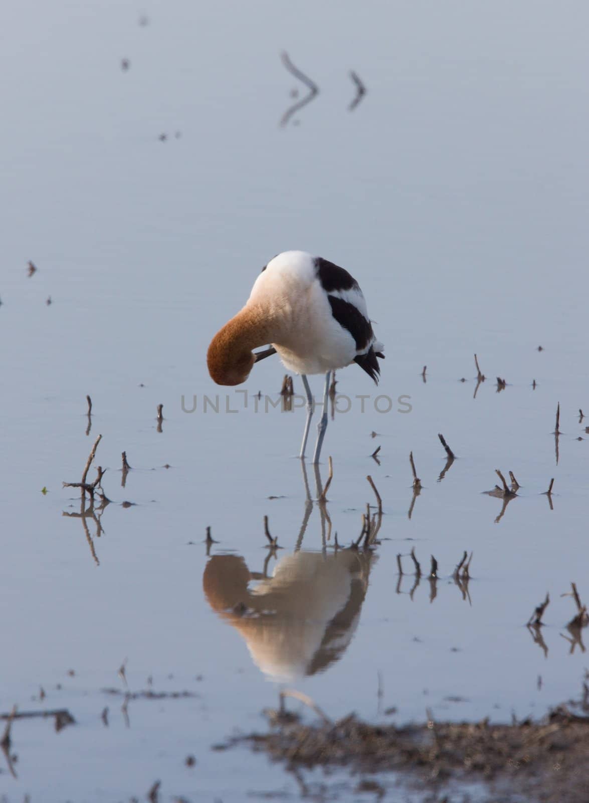 American Avocet in Water by pictureguy