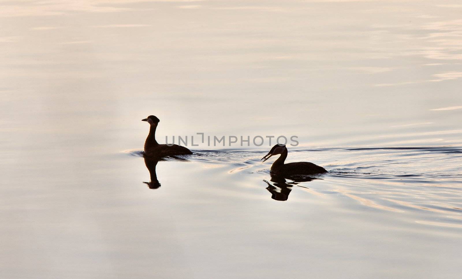 Western Grebe on Lake Saskatchewan Canada