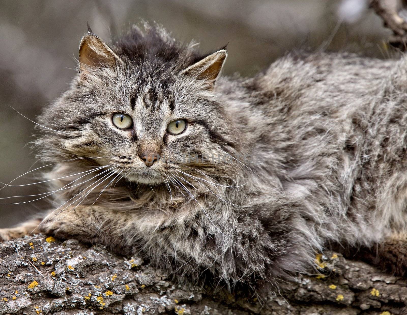 Wild Cat on Branch Saskatchewan Canada