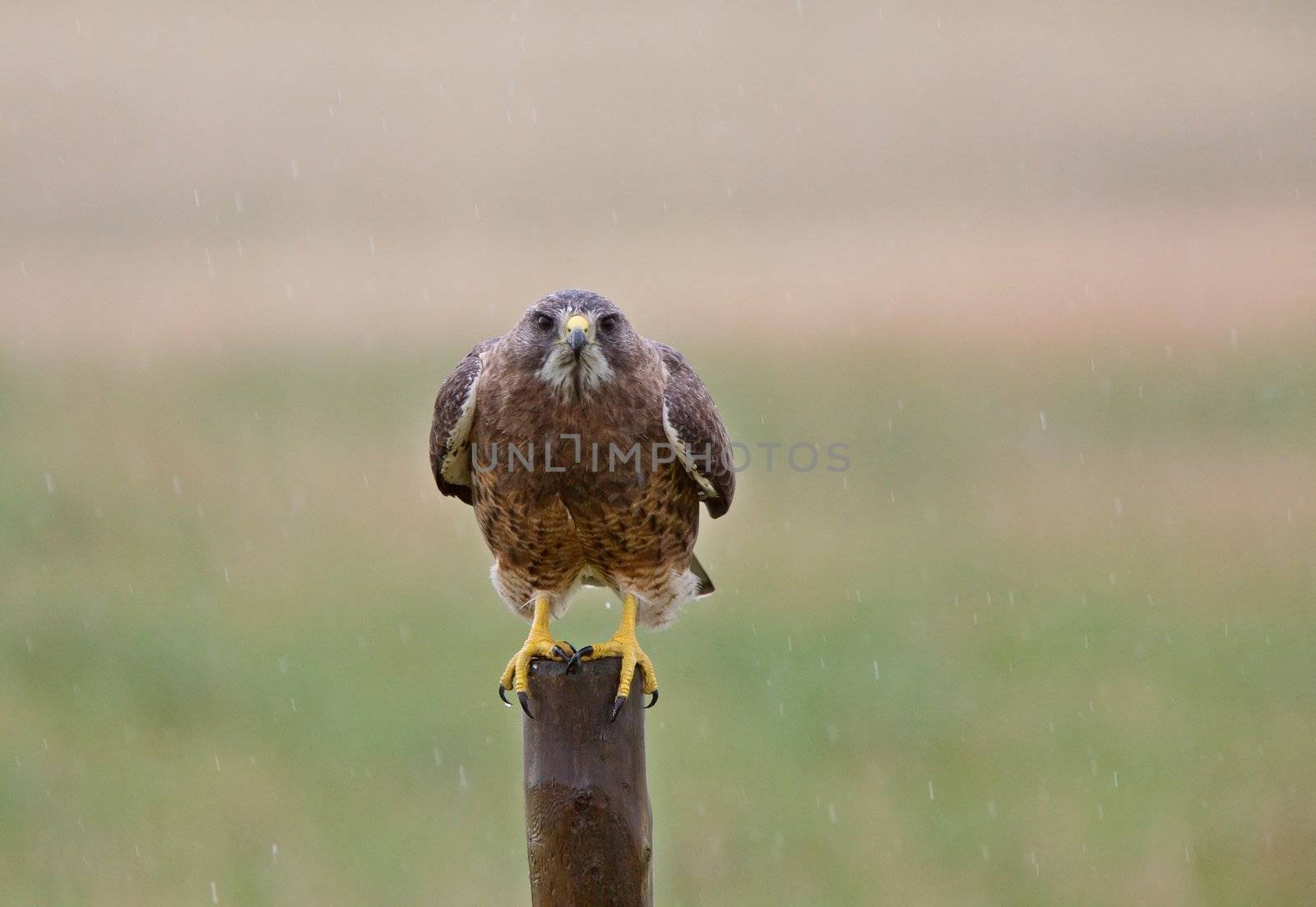 Swainson Hawk on post Saskatchewan Canada