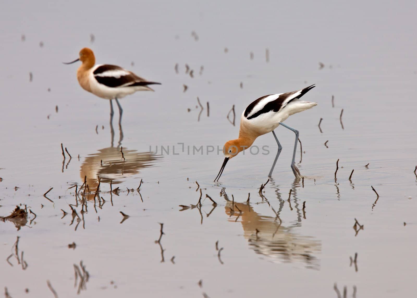 American Avocet in Water reflection Canada