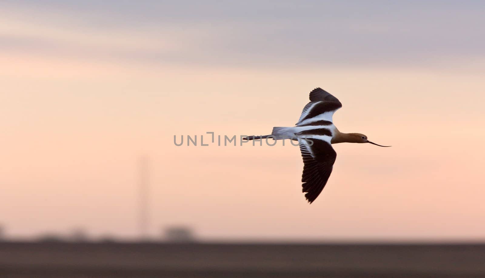 American Avocet in Water reflection Canada in flight