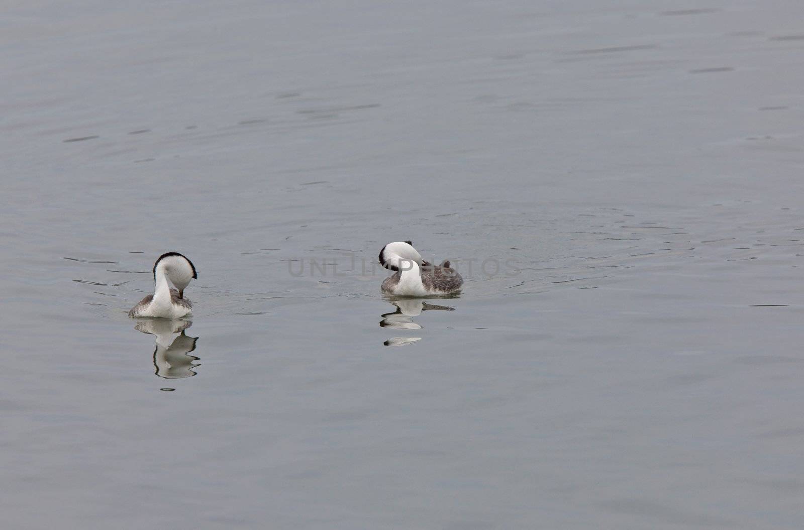 Western Grebe on Lake Saskatchewan Canada