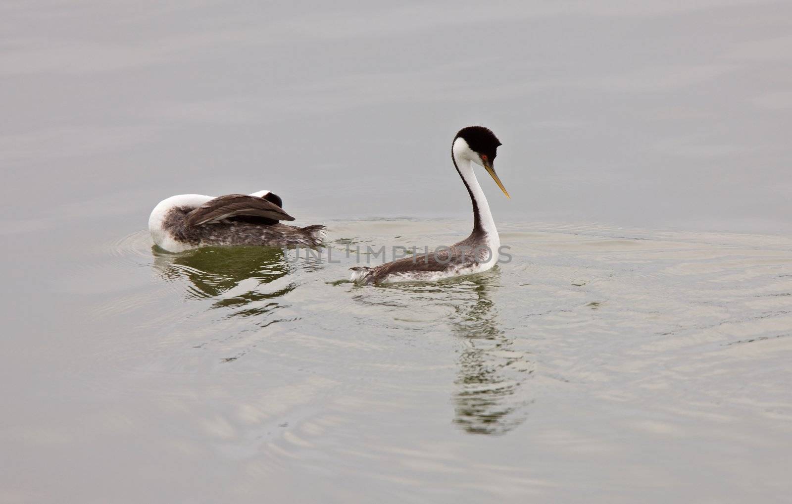 Western Grebe on Lake Saskatchewan Canada