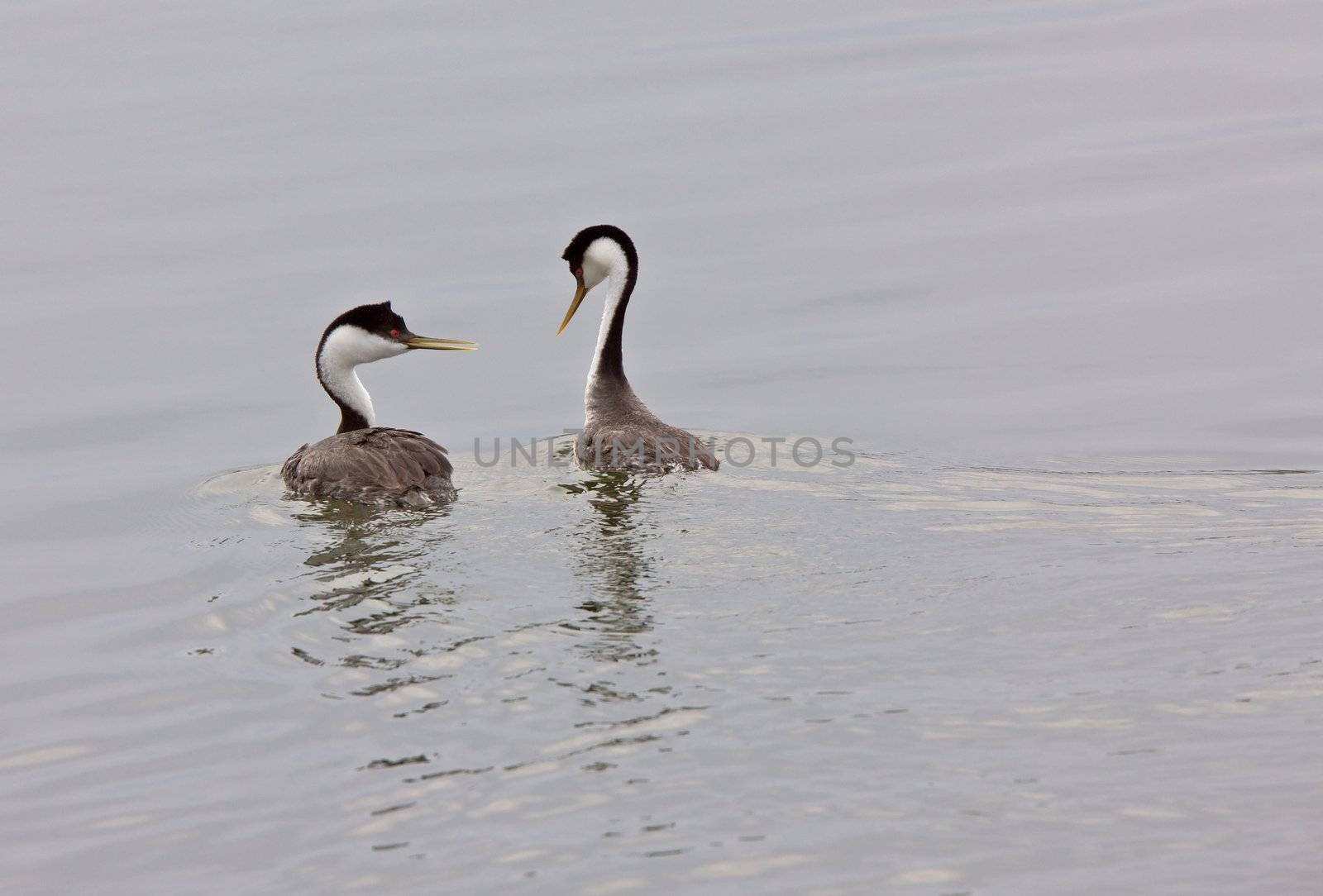 Western Grebe on Lake Saskatchewan Canada