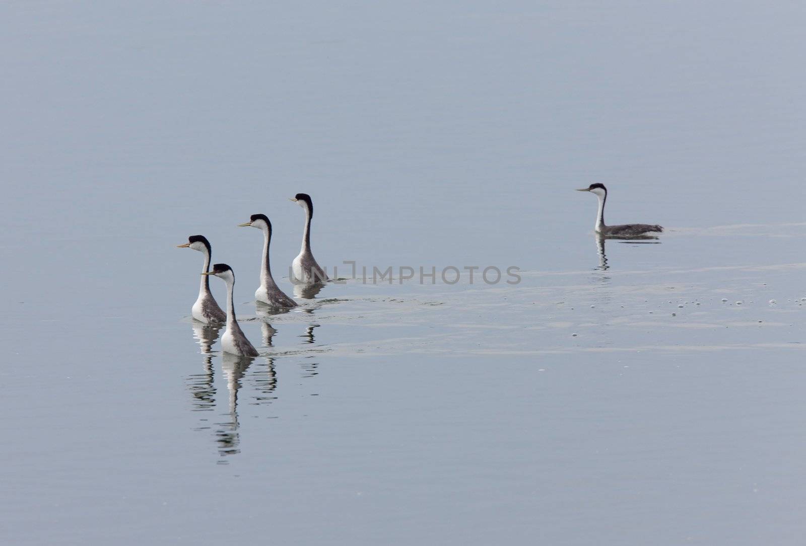 Western Grebe on Lake Saskatchewan Canada