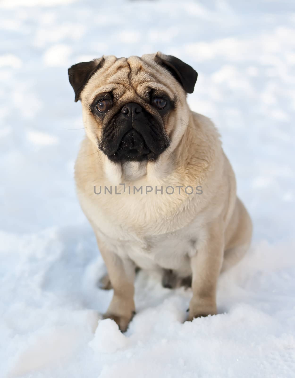 Pug sitting in snow by dmitrimaruta