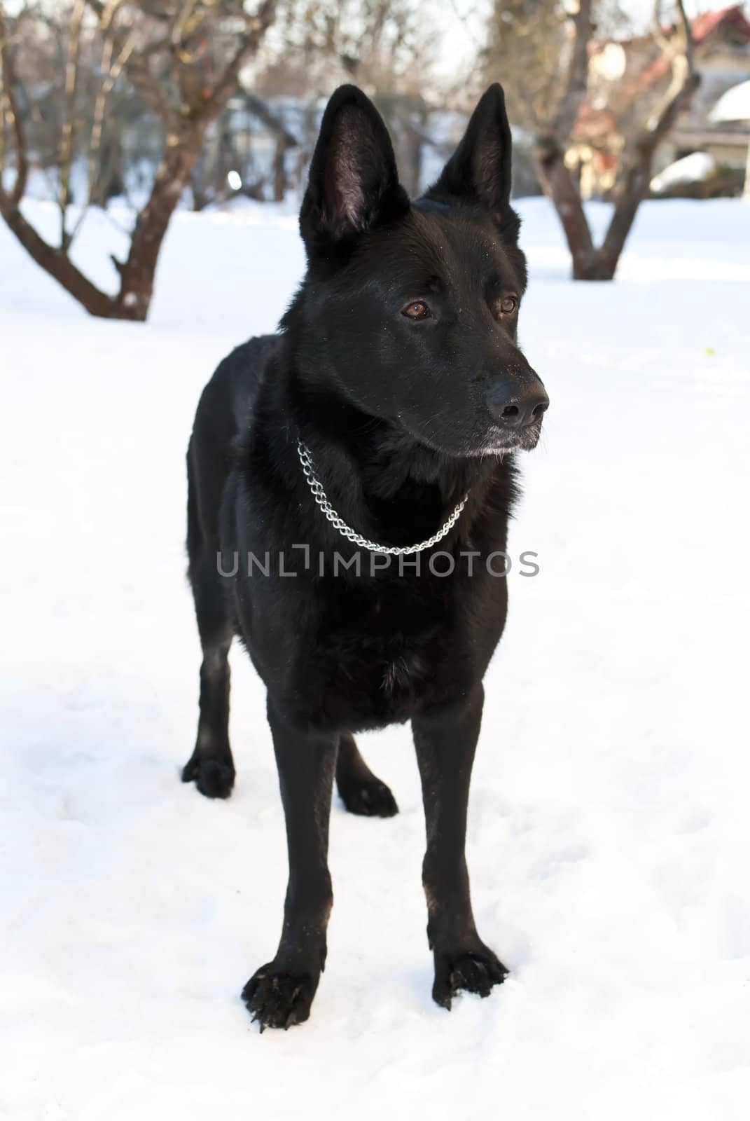 Black shepherd in the snow in winter