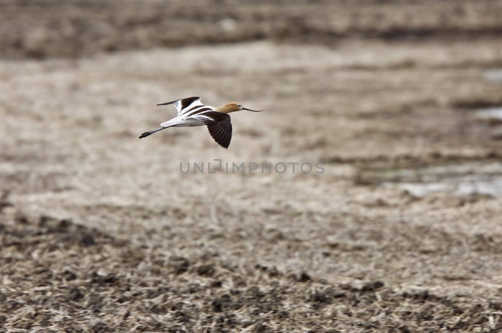 American Avocet in Water reflection Canada in flight