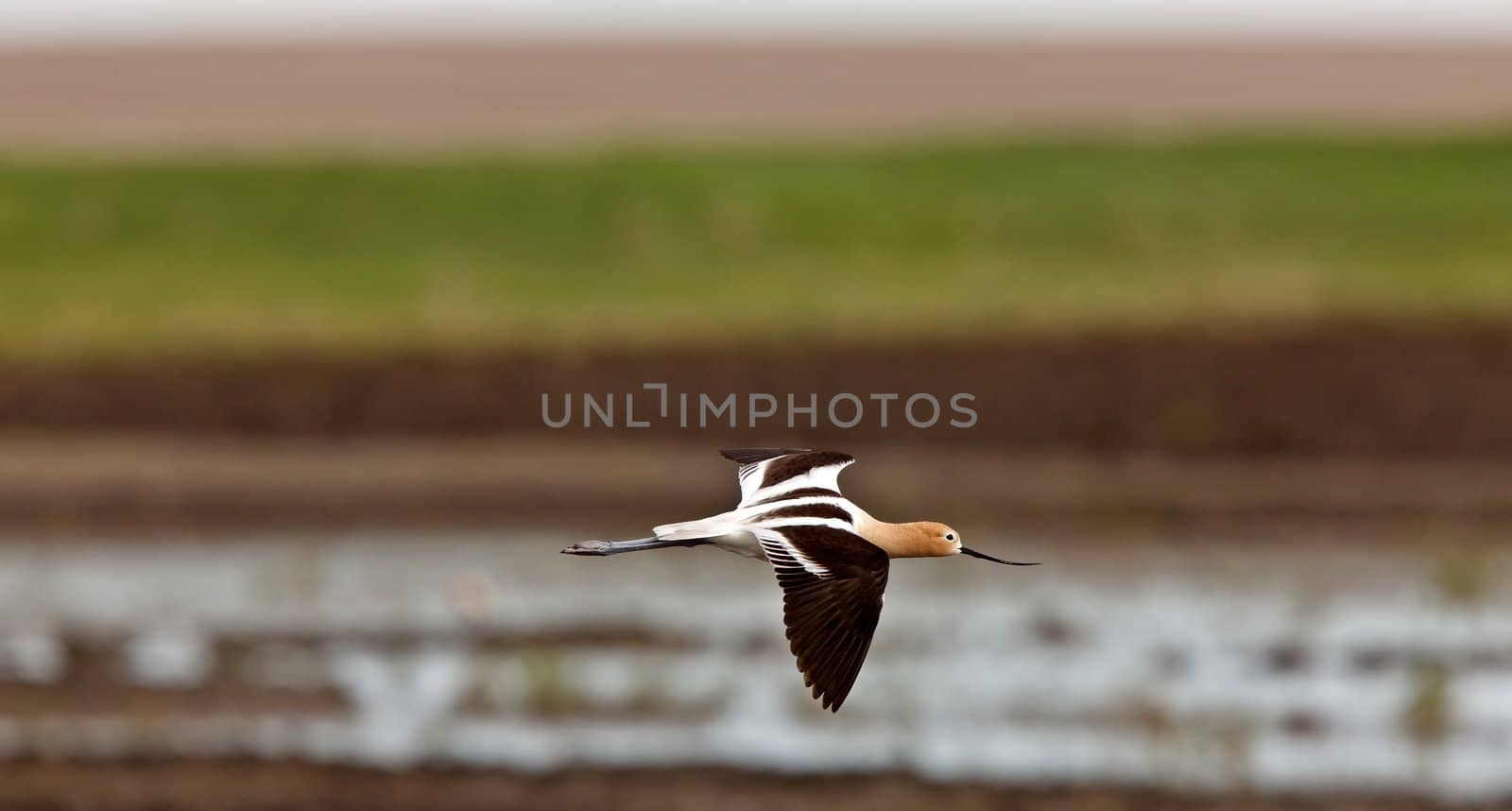 American Avocet in Water reflection Canada in flight