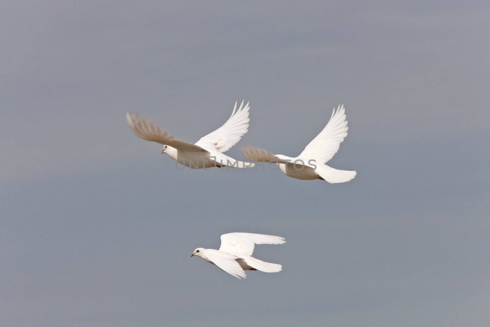 White Pigeon Dove Saskatchewan Canada in flight