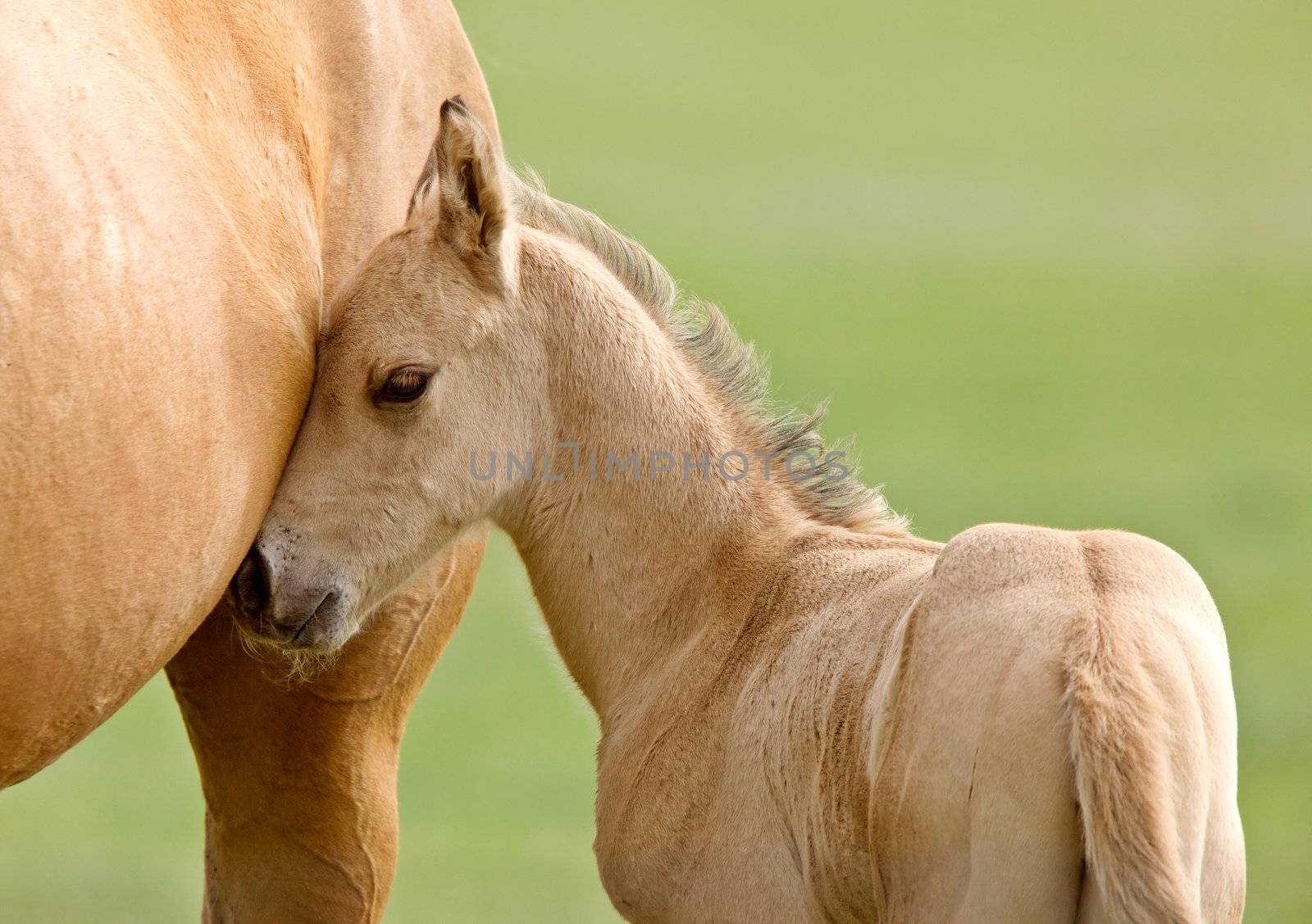 Horse and colt Saskatchewan Canada