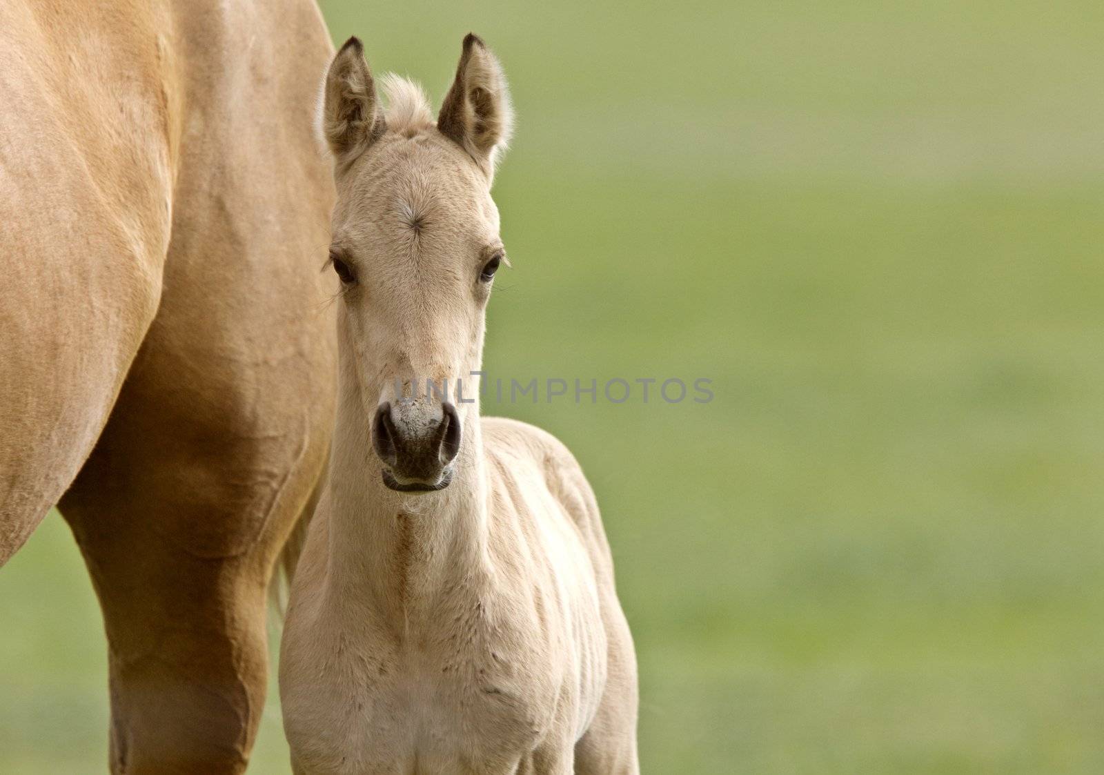 Horse and colt Saskatchewan Canada