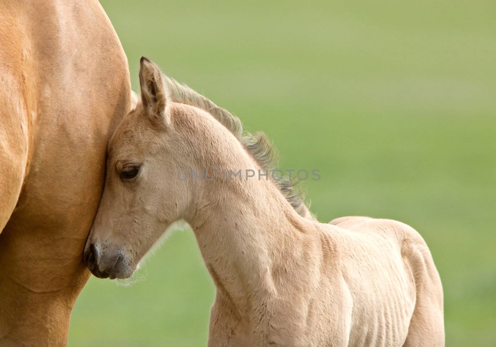 Horse and colt Saskatchewan Canada