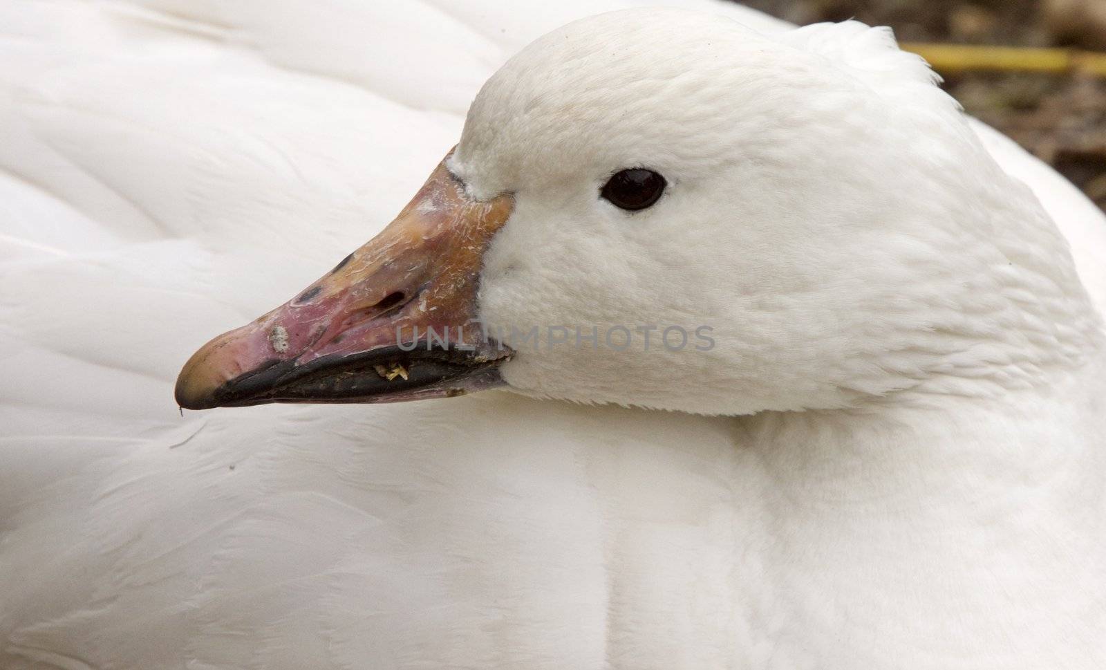 Domestic Goose Close up CAnada