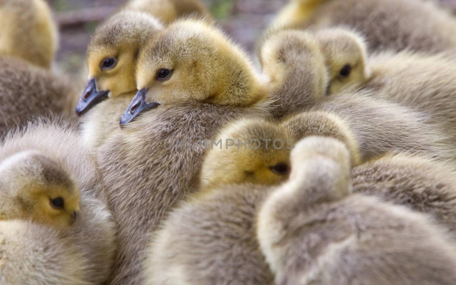 Canada Goose Chicks Saskatchewan