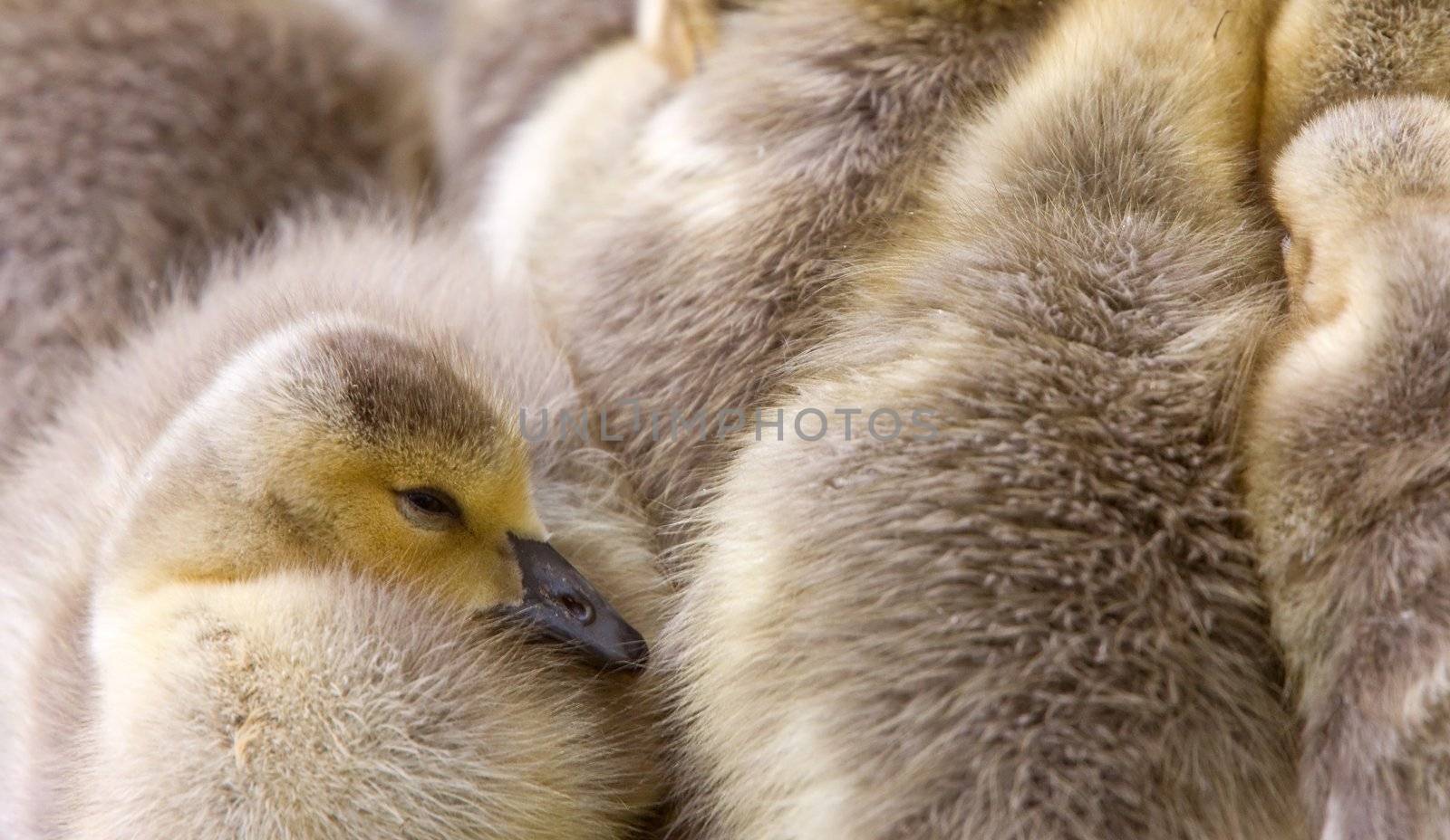 Canada Goose Chicks Saskatchewan