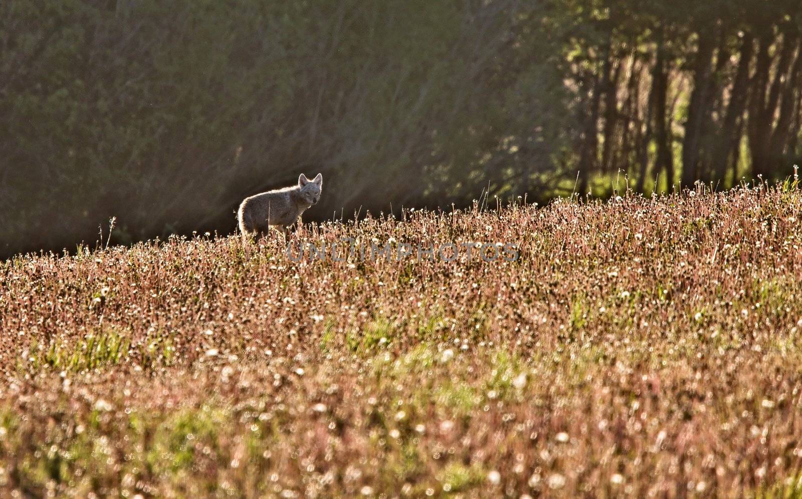 Coyote in Meadow Saskatcheaw Canada
