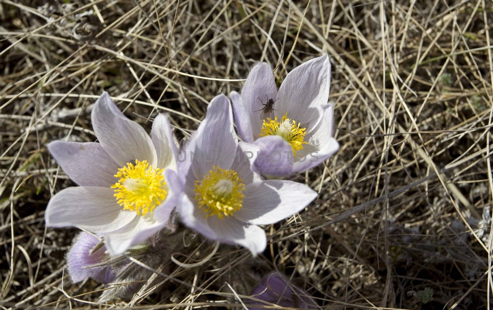 Spring Time Crocus Flower