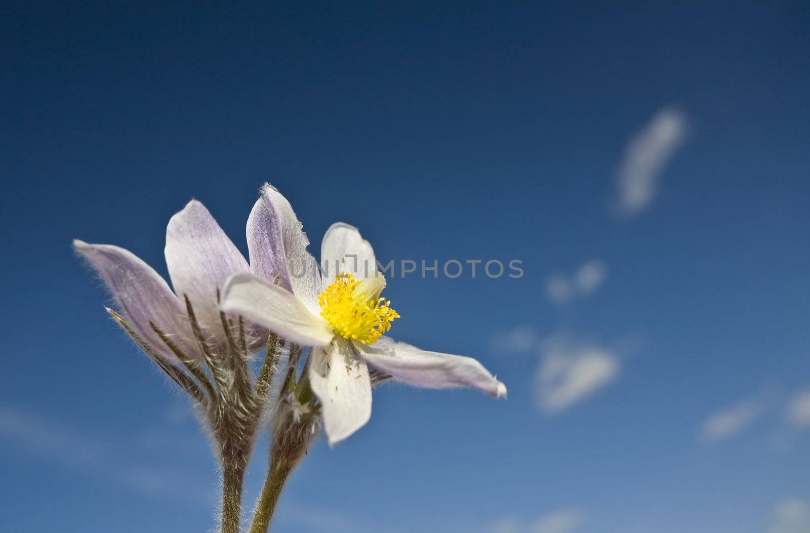 Spring Time Crocus Flower by pictureguy