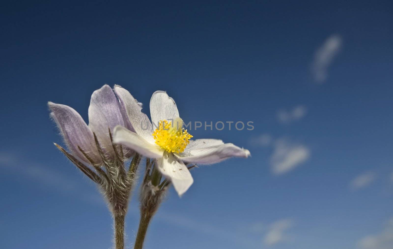 Spring Time Crocus Flower by pictureguy