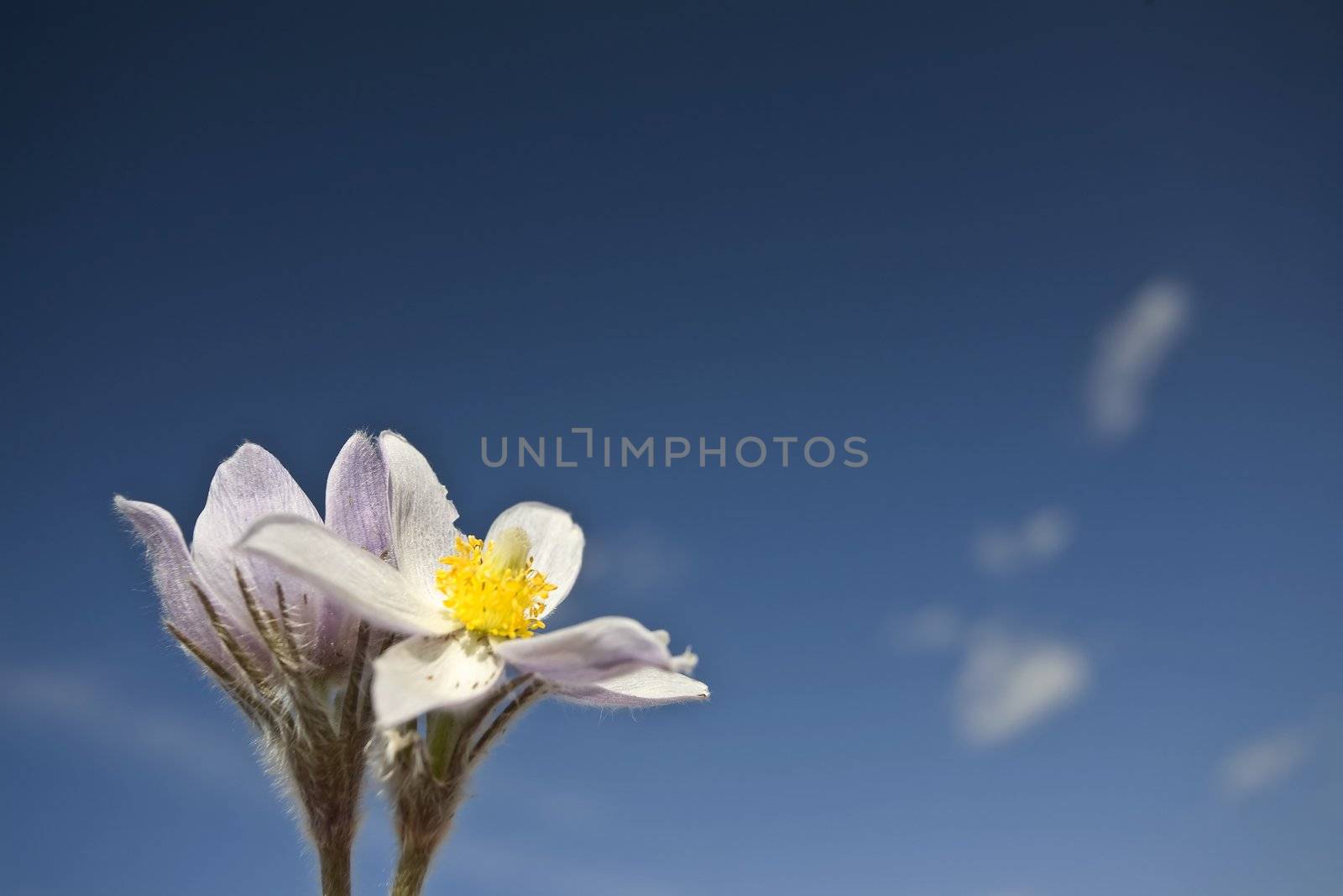 Spring Time Crocus Flower by pictureguy