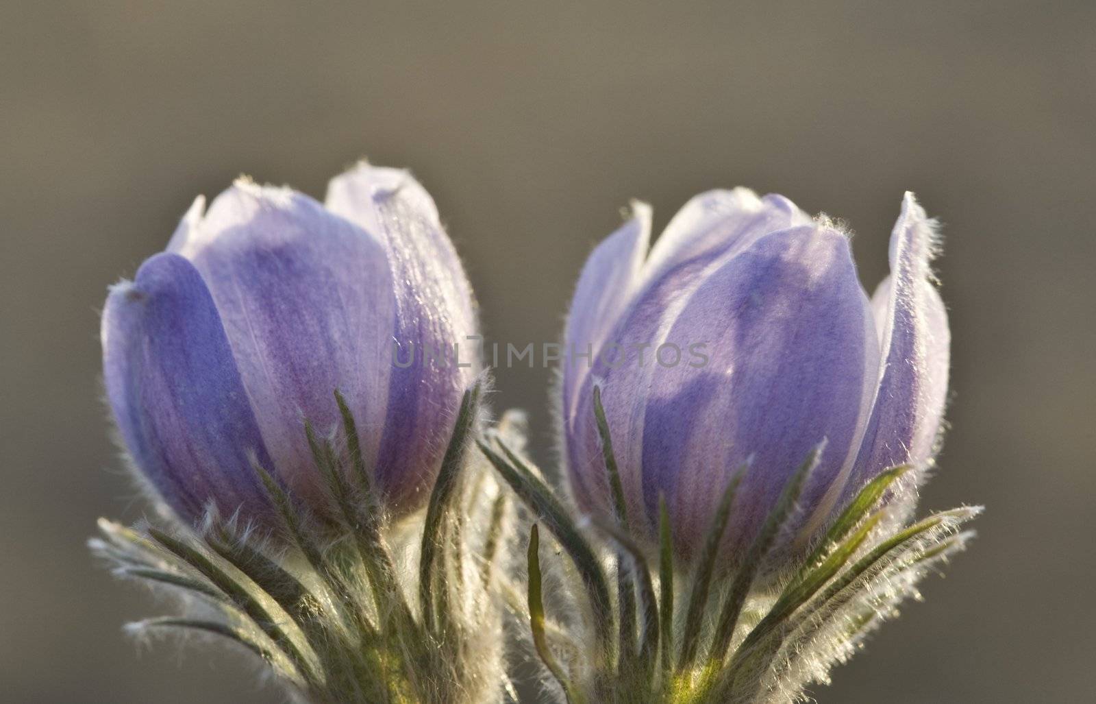 Spring Time Crocus Flower