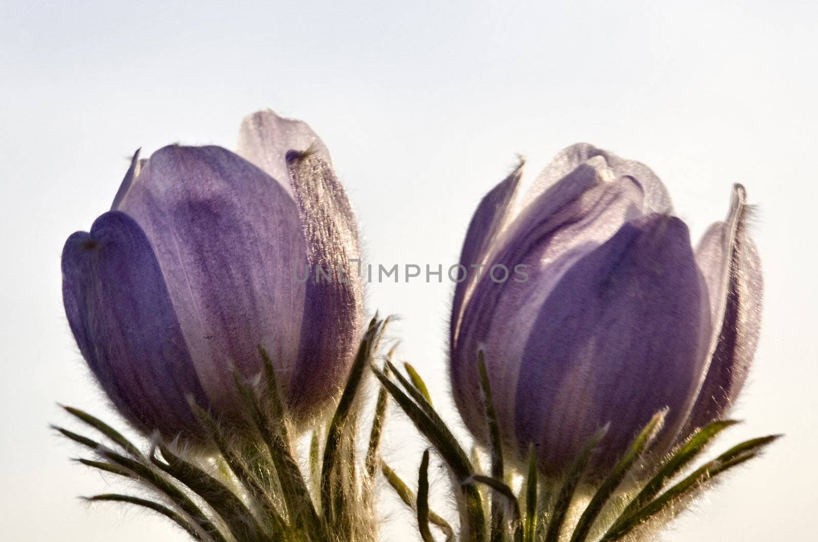Spring Time Crocus Flower by pictureguy