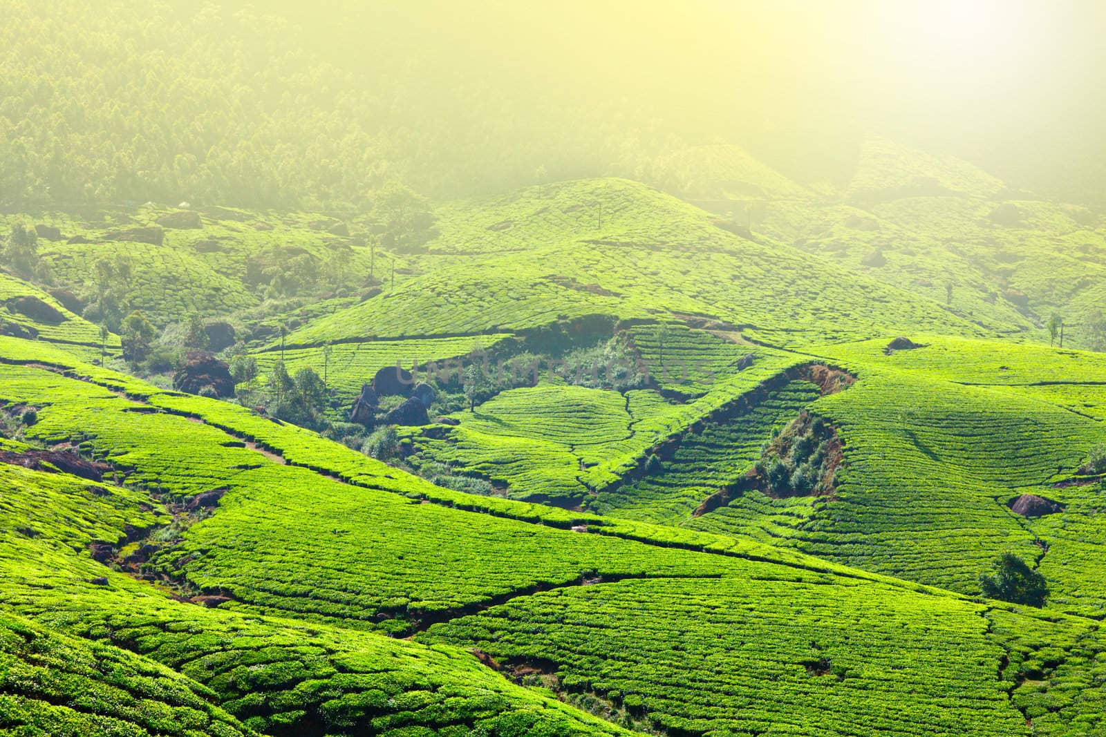 Tea plantations by dimol