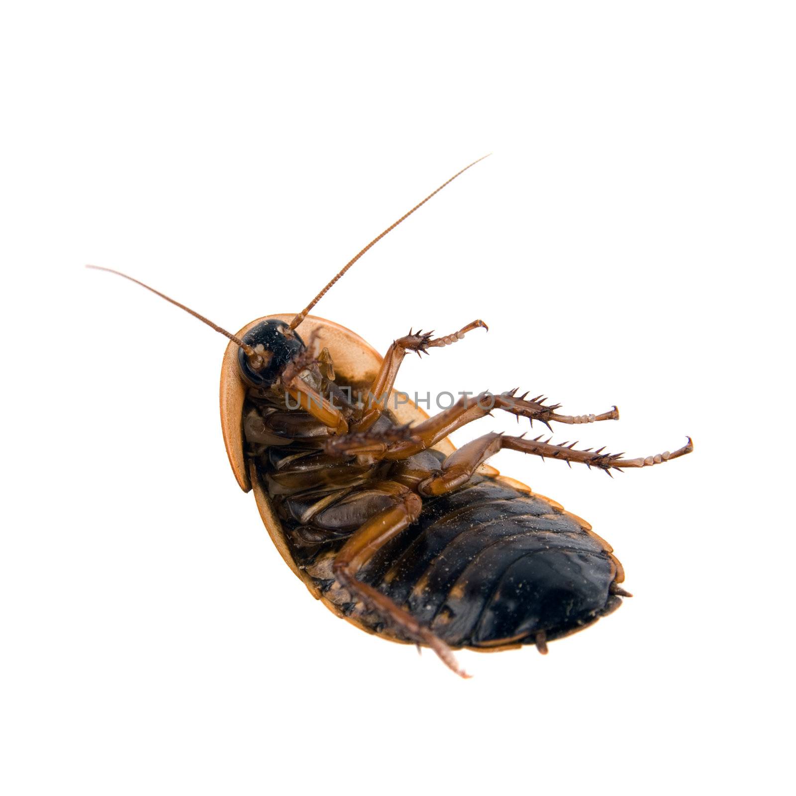 Close up of cockroach isolated over white