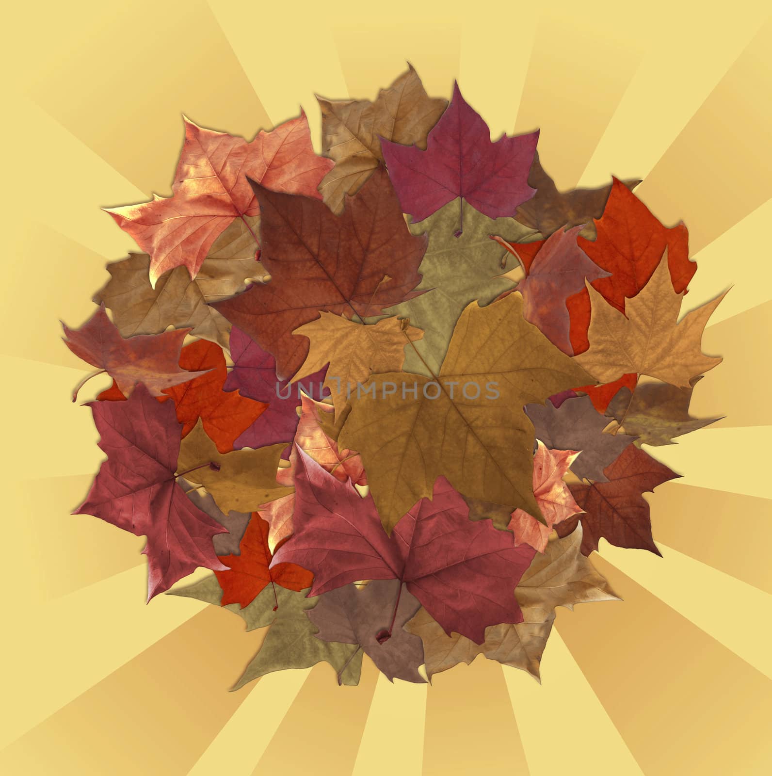 Autumn leaves circle with striped background by cienpies