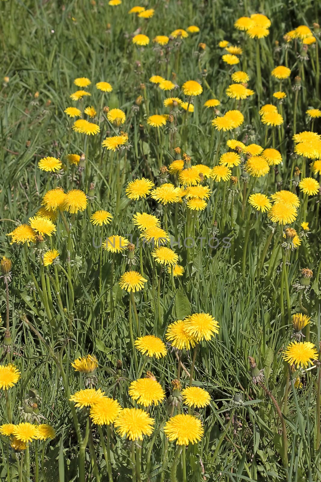 Several dandelion flowers on background of flowering field. Image with shallow depth of field