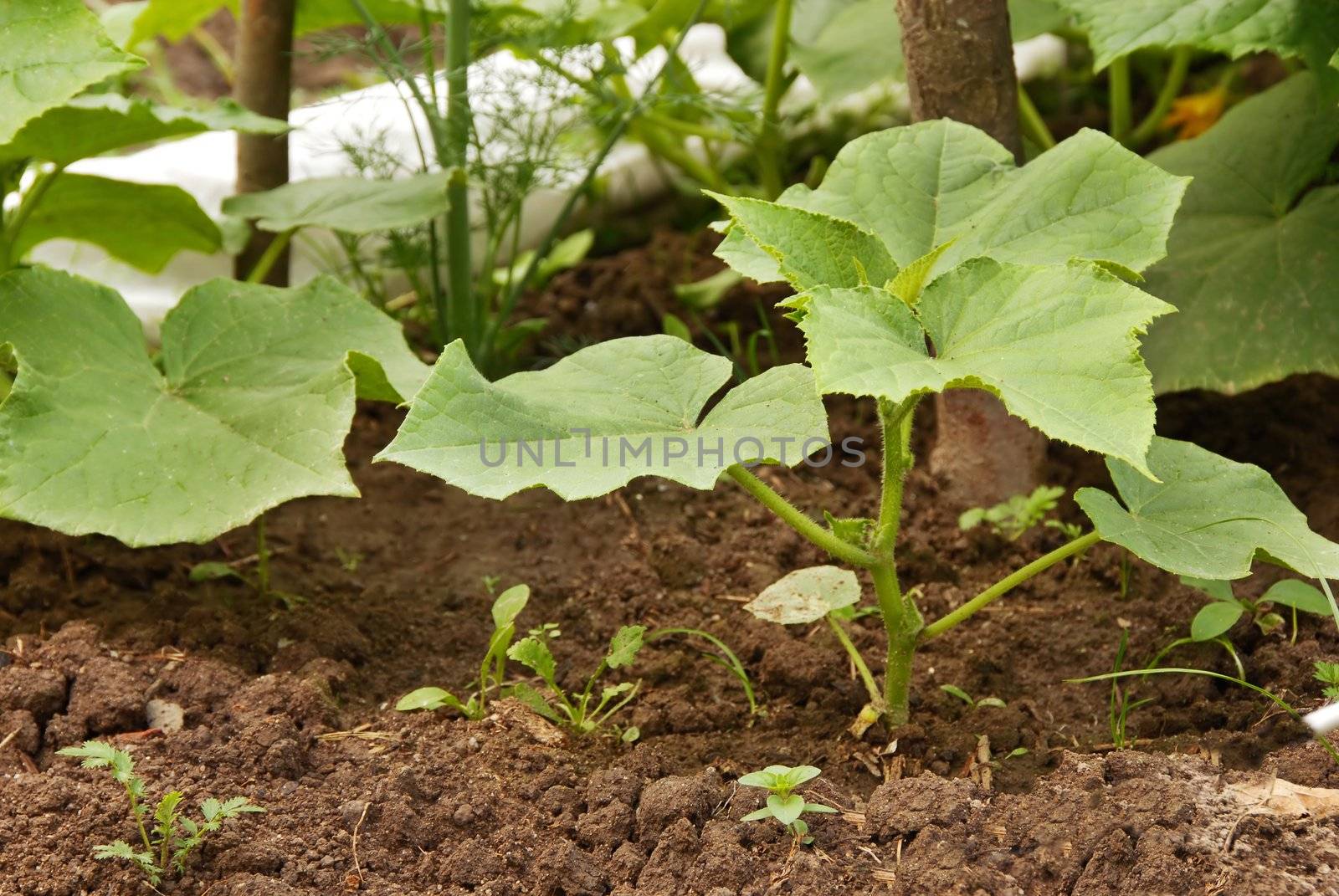 leaves of growing marrow squash plant in garden